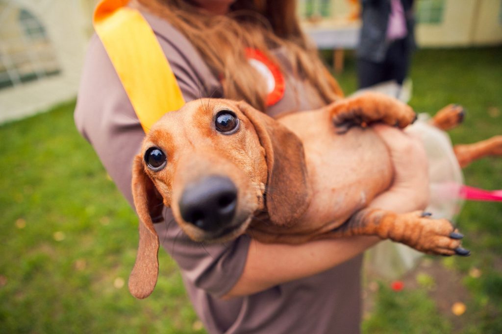 Pet friendly: conheça as opções de transporte e hotéis para usar o serviço